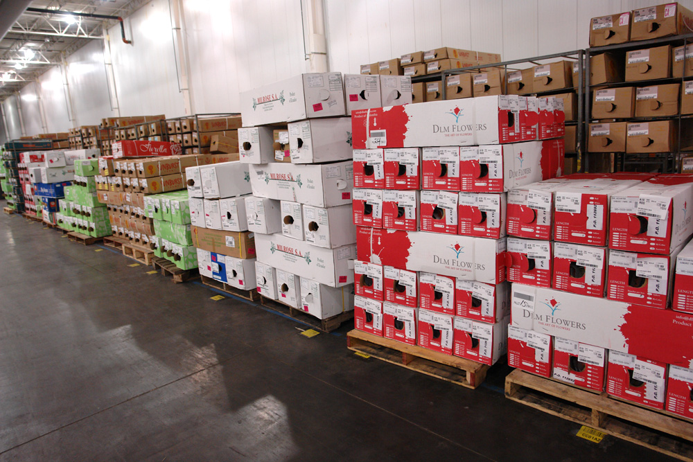 Rows of palletized flower boxes from growers staged down the length of the cooler