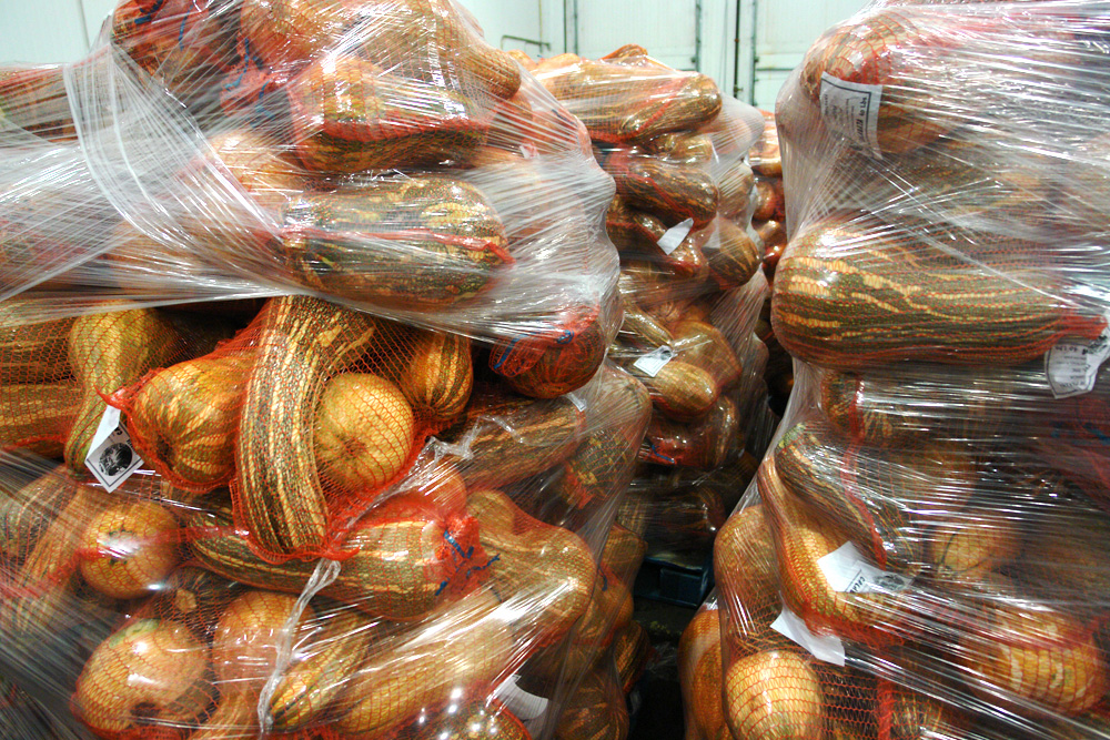 Netted bags of squash and pumpkins shrink-wrapped onto pallets in the cooler